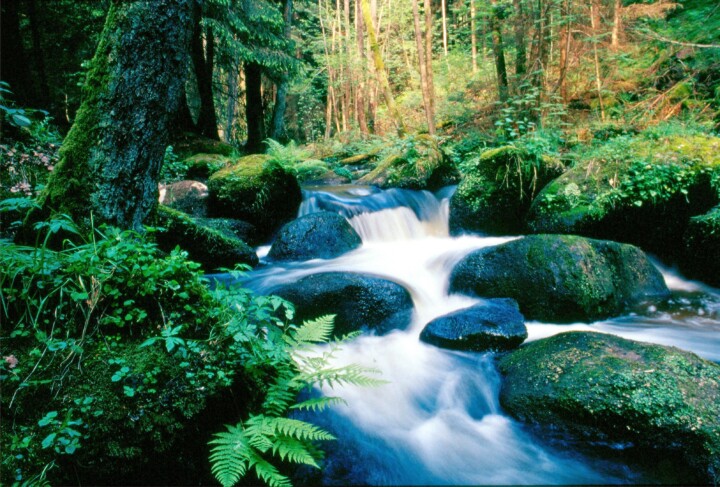 Wolfslohklamm im Lerautal © Naturpark Nördlicher Oberpfälzer Wald