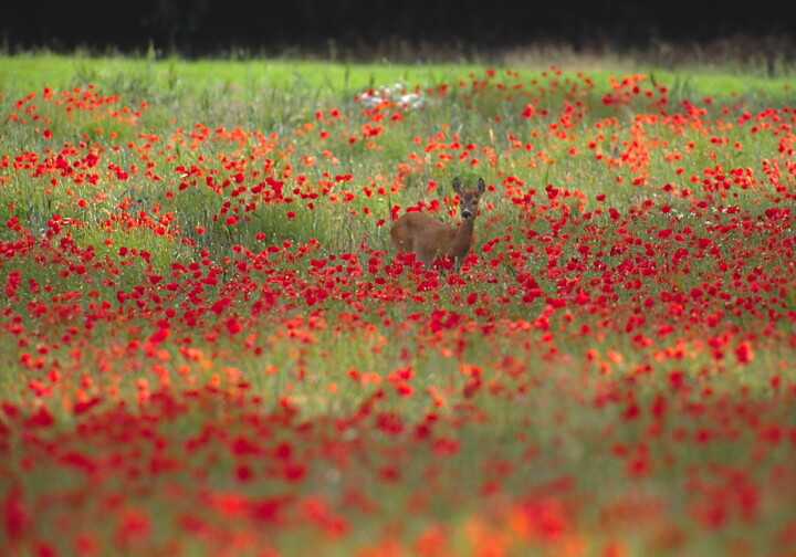 Kleines Reh mitten im Klatschmohnfeld. © VDN-Fotoportal/Rainer Hunold