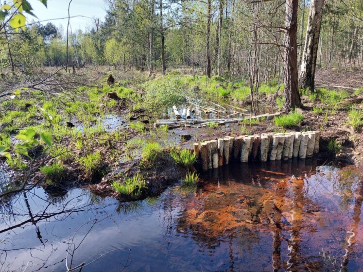 Schwelle im Moor im Naturpark. © Naturpark Nossentiner/Schwinzer Heide Schwelle im Moor im Naturpark. © Naturpark Nossentiner/Schwinzer Heide