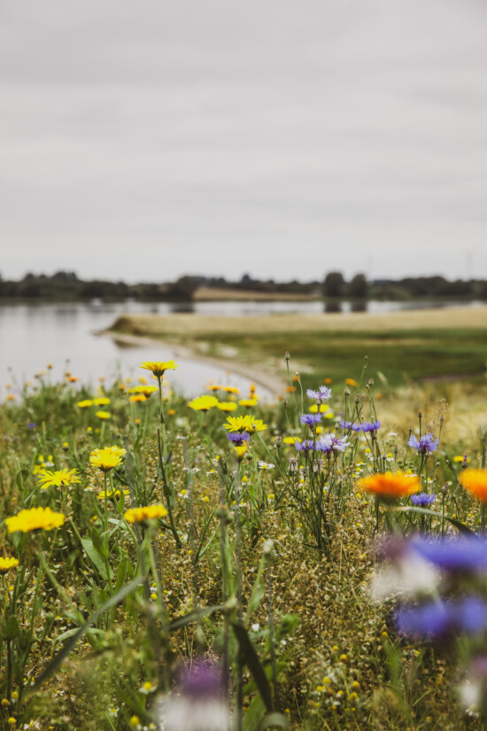 Blühstreifen am Schleiufer bei Kanör. © Naturpark Schlei / Jolan Kieschke