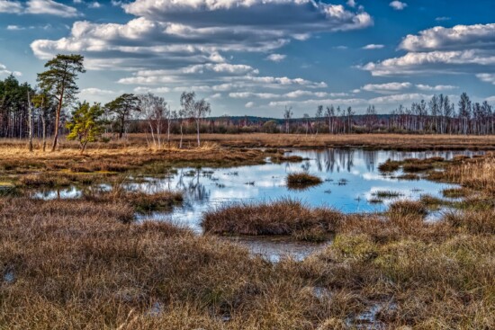 Naturschutzgebiet Seewald im Naturpark Niederlausitzer Heidelandschaft. © Bernd Tanneberger
