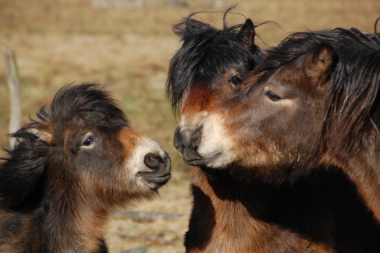 Exmoorponys auf Bergwiesen © Naturpark Solling-Vogler