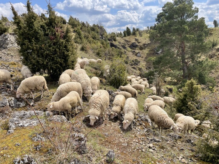 Leineschafe pflegen die wertvolle Kulturlandschaft der Kripplöcher im Geo-Naturpark Frau-Holle-Land. © Dr. Sabine Budde