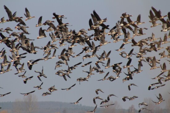 Nordische Gänse während der Frühjahrsrast im Naturpark Westhavelland auf dem Weg in ihre Brutgebiete © Naturpark Westhavelland