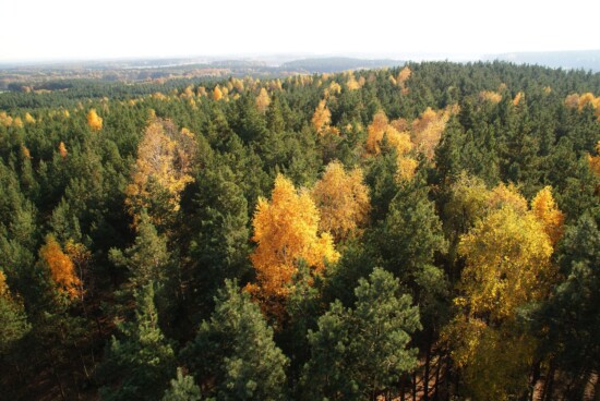 Der Niederlausitzer Landrücken ist überwiegend von Wald bedeckt. © Claudia Donat
