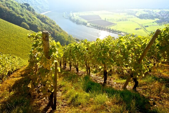 Blick auf Wiltinger Saarbogen, Weingut Dr. Siemens © Naturpark Saar-Hunsrück / Brigitte Krauth
