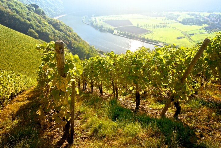 Blick auf Wiltinger Saarbogen, Weingut Dr. Siemens © Naturpark Saar-Hunsrück / Brigitte Krauth
