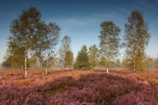 Spätsommer in der Reicherskreuzer Heide © Sarah Böhm