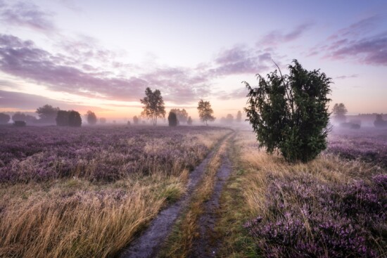 Sonnenaufgang im Wacholderwald bei Schmarbeck. © Lüneburger Heide GmbH