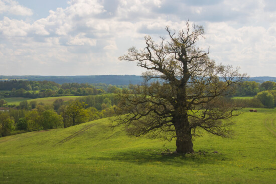 Solitäreiche - Vielerorts lassen sich uralte Eichen entdecken. © U. Steinhäuser