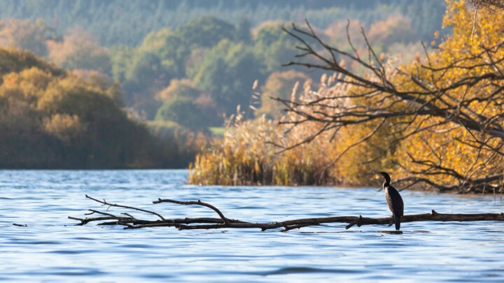 Kormoran am Westensee © M. Bergner / NWOE