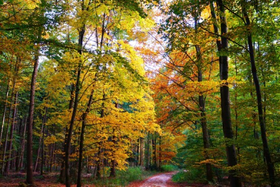 Weg im Naturpark © VDN-Fotoportal/Stephan Lott