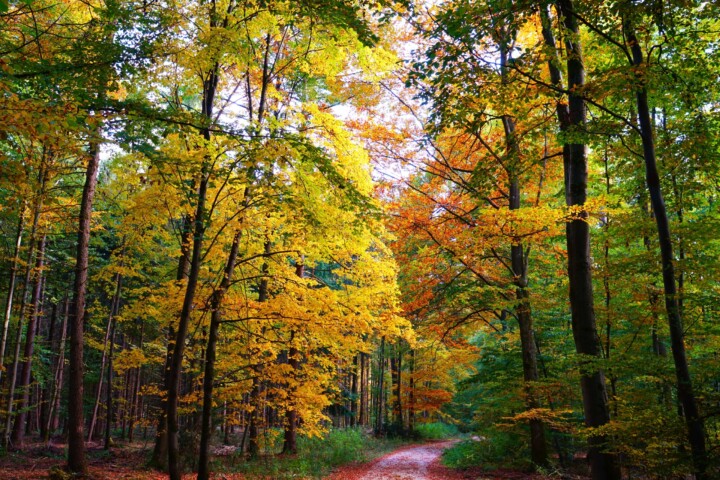 Weg im Naturpark © VDN-Fotoportal/Stephan Lott
