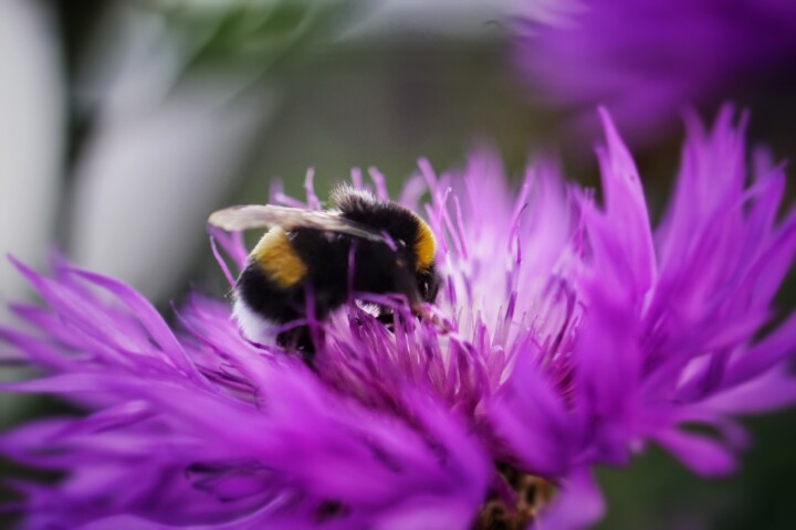 Hummel auf Flockenblume © VDN-Fotoportal/Martin Goosmann
