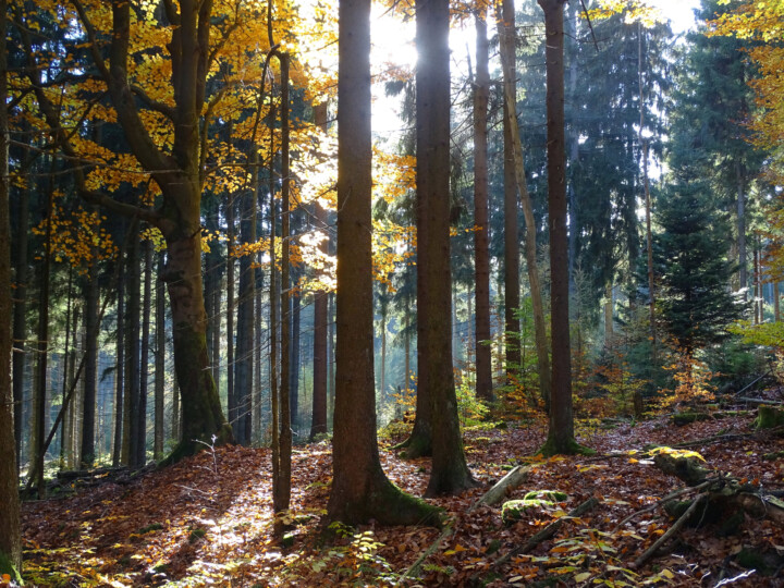Spätherbst im Steinwald © VDN-Fotoportal/Patrick Katies