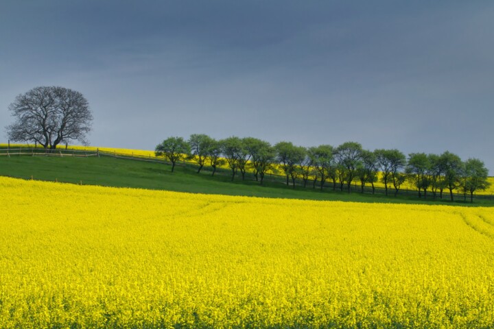 Pferdekoppel © VDN-Fotoportal/FOUDO