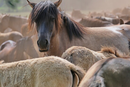 Wildpferd © VDN-Fotoportal/Norbert Gronostay