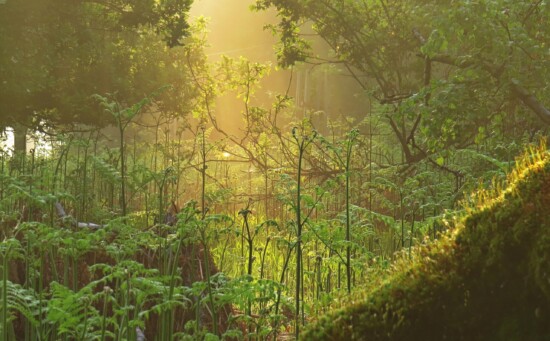 Urwald Sababurg © VDN-Fotoportal/Johannes Brenner
