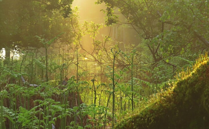 Urwald Sababurg © VDN-Fotoportal/Johannes Brenner