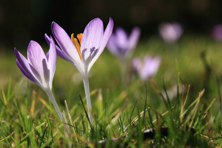 Frühling © VDN-Fotoportal/Tilo Schönknecht