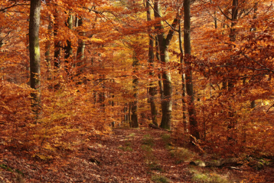 Lauschiger Waldweg im Herbst © VDN-Fotoportal/Kurt Möbus