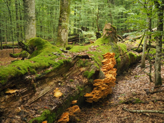 Das Urwaldgebiet Mittelsteighütte steht für eines der 4 Lieblingslandschaften – Wald, Wiese, Moor oder Gewässer – für die die Gäste in Gastronomie und Hotellerie ihre Stimme abgeben und Naturschutz und Biodiversität fördern können. Foto: Franz Leibl.